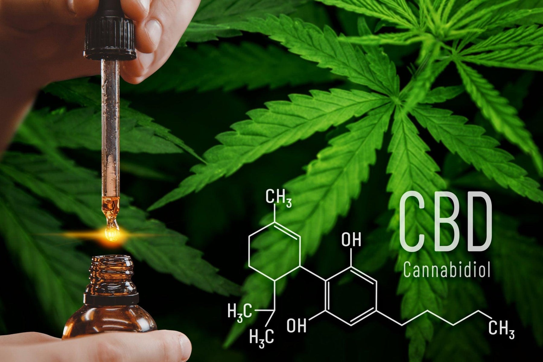 What's the hype around CBD? - Day N Night | CBD, Kratom, Nootropic, Vape, Smoke, Head Shop